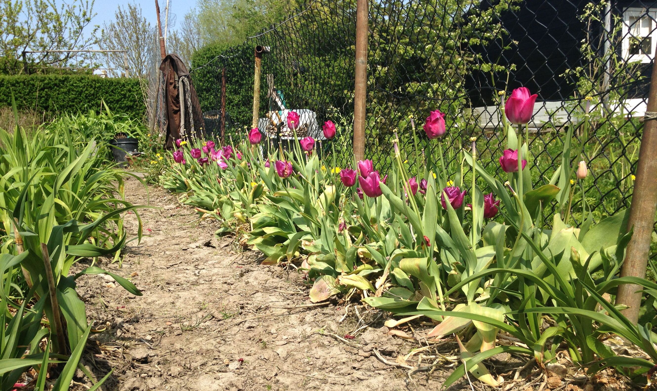 De Rotterdamse moestuinen: Carolines snoepwinkel (afl. 2)