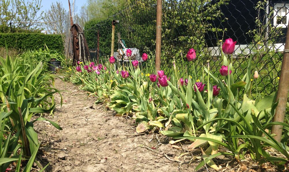 De Rotterdamse moestuinen: Carolines snoepwinkel (afl. 2)
