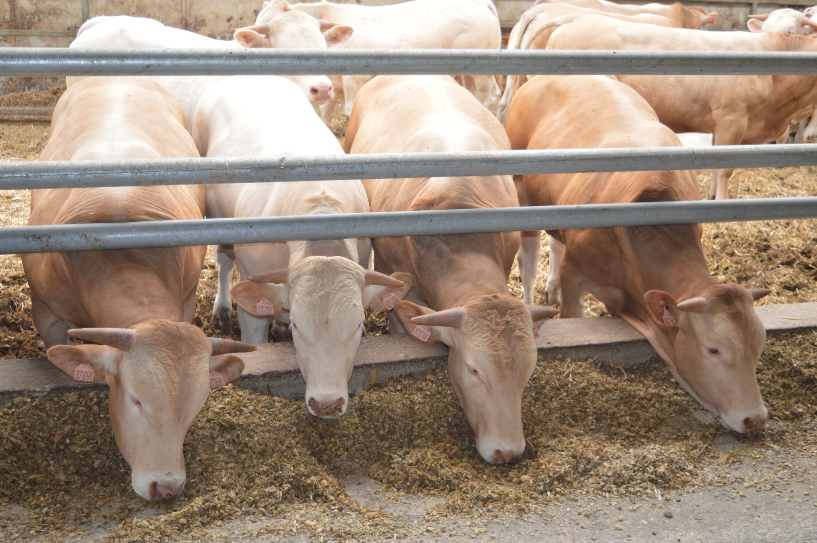 Palmesteyn: natuurlijk lekker