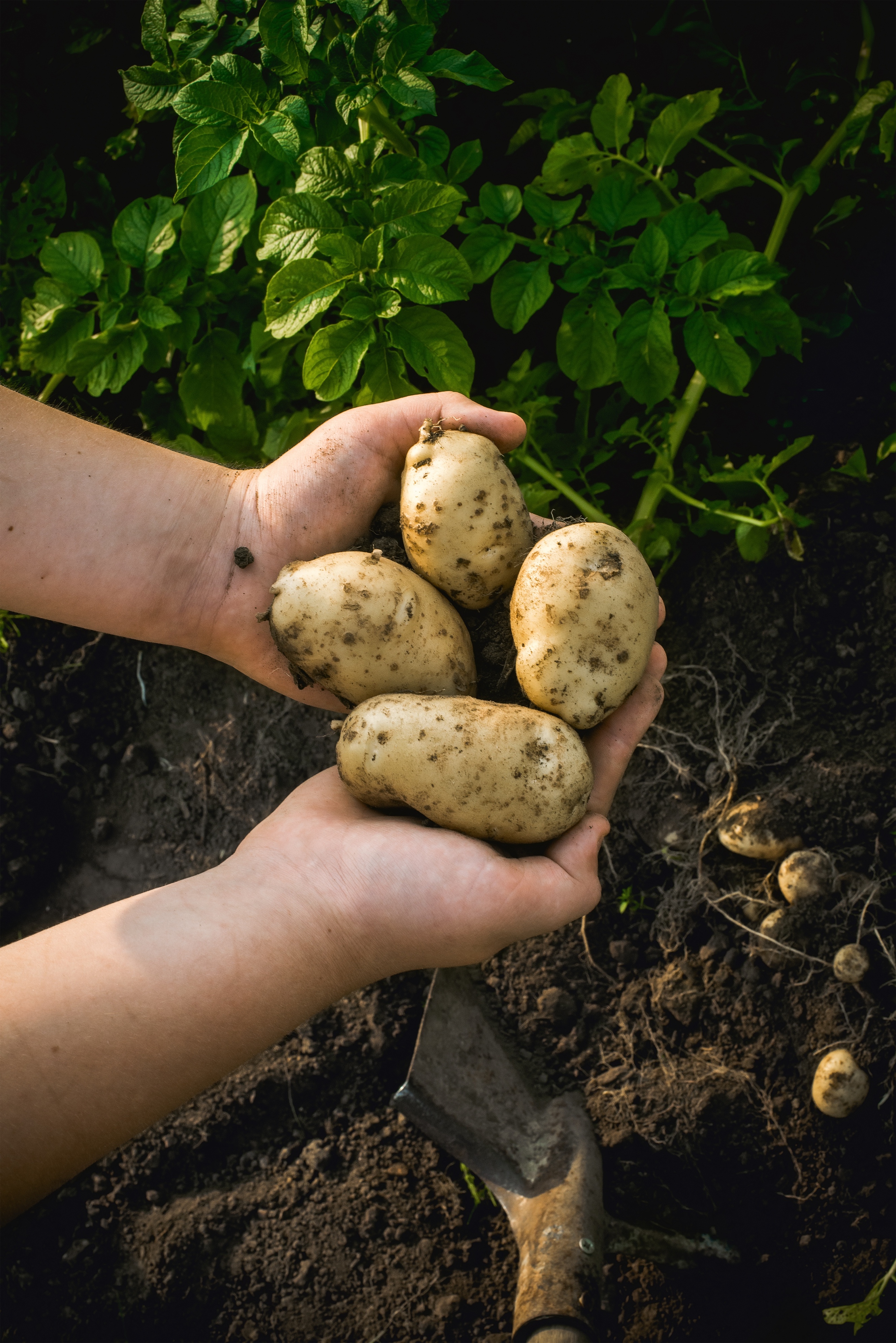 Bram Ladage laat oorsprong van friet zien tijdens de aardappel oogstdag