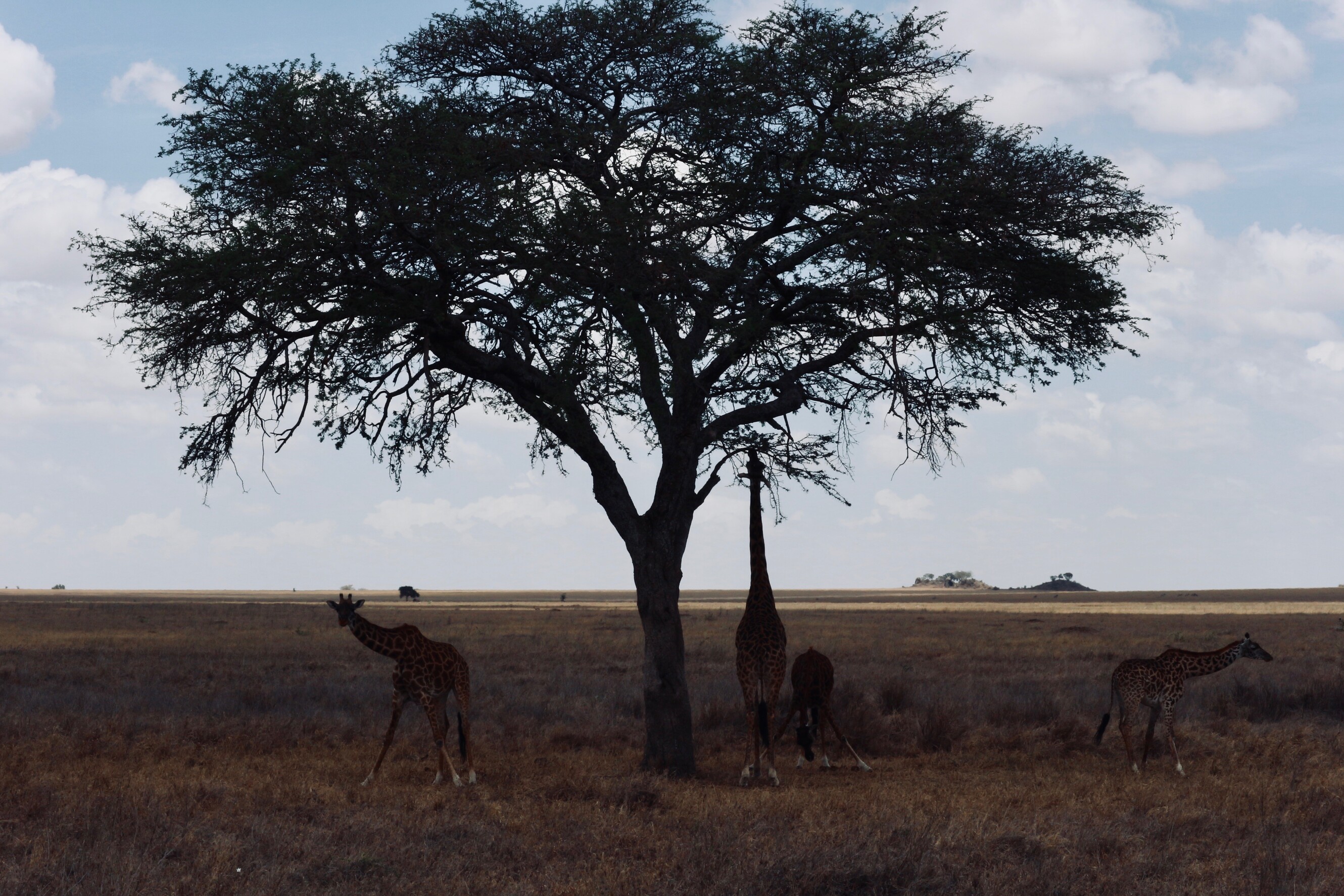 Overwinteren in Tanzania; de beste plekken om te eten van Arusha tot Pajé