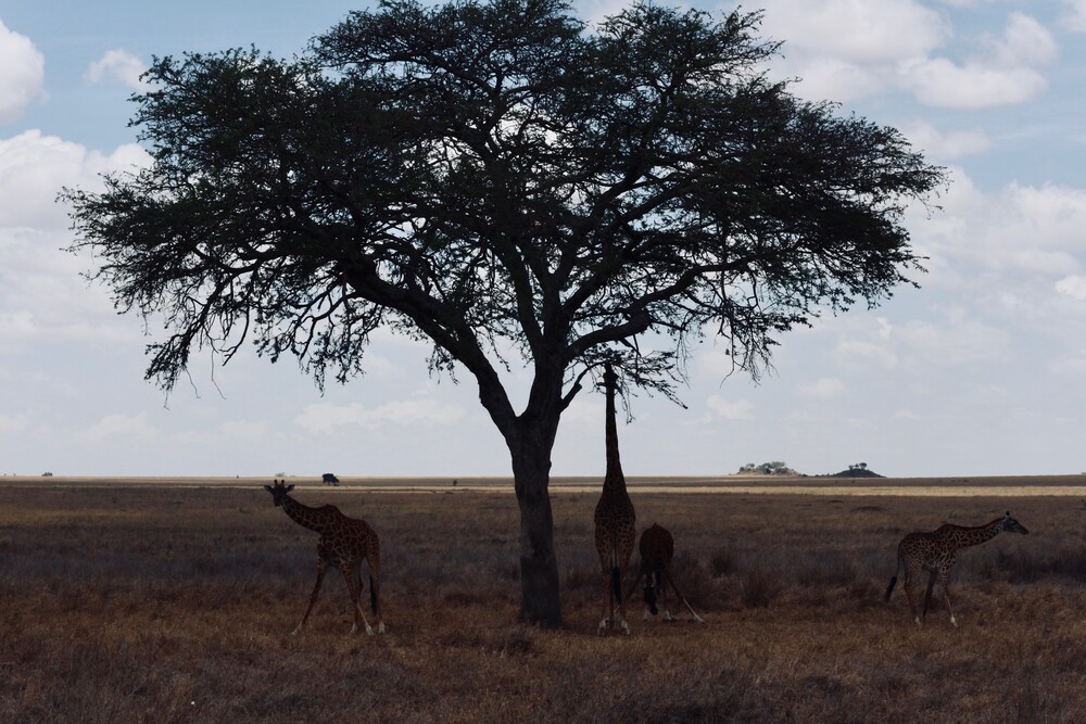 Overwinteren in Tanzania; de beste plekken om te eten van Arusha tot Pajé