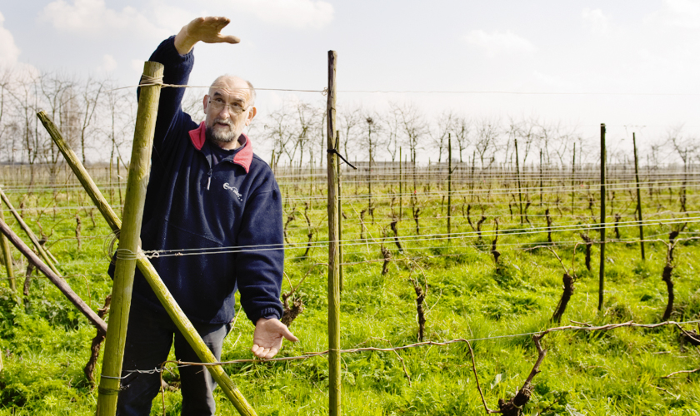 Een heuse wijngaard op 15 km van hartje Rotterdam
