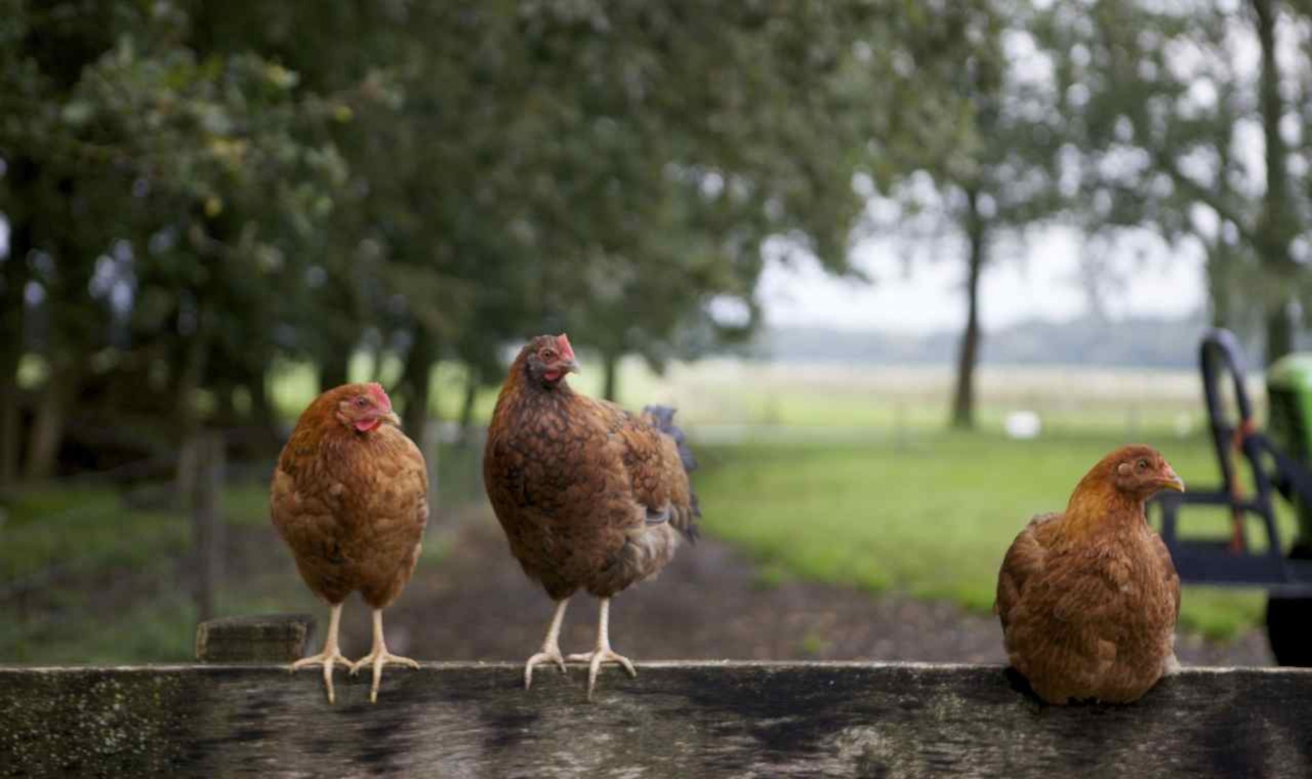 De gekonfijte kip op je bord komt Uit Je Eigen Stad