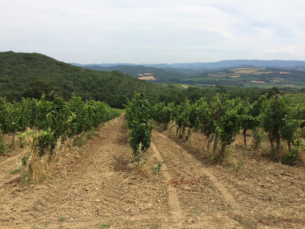 De biologische wijnen van Languedoc: wijnreis deel 2