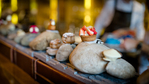 SOS Streetfood - de Buik van Rotterdam