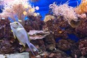 Lucius - aquarium - de Buik van Amsterdam .jpg