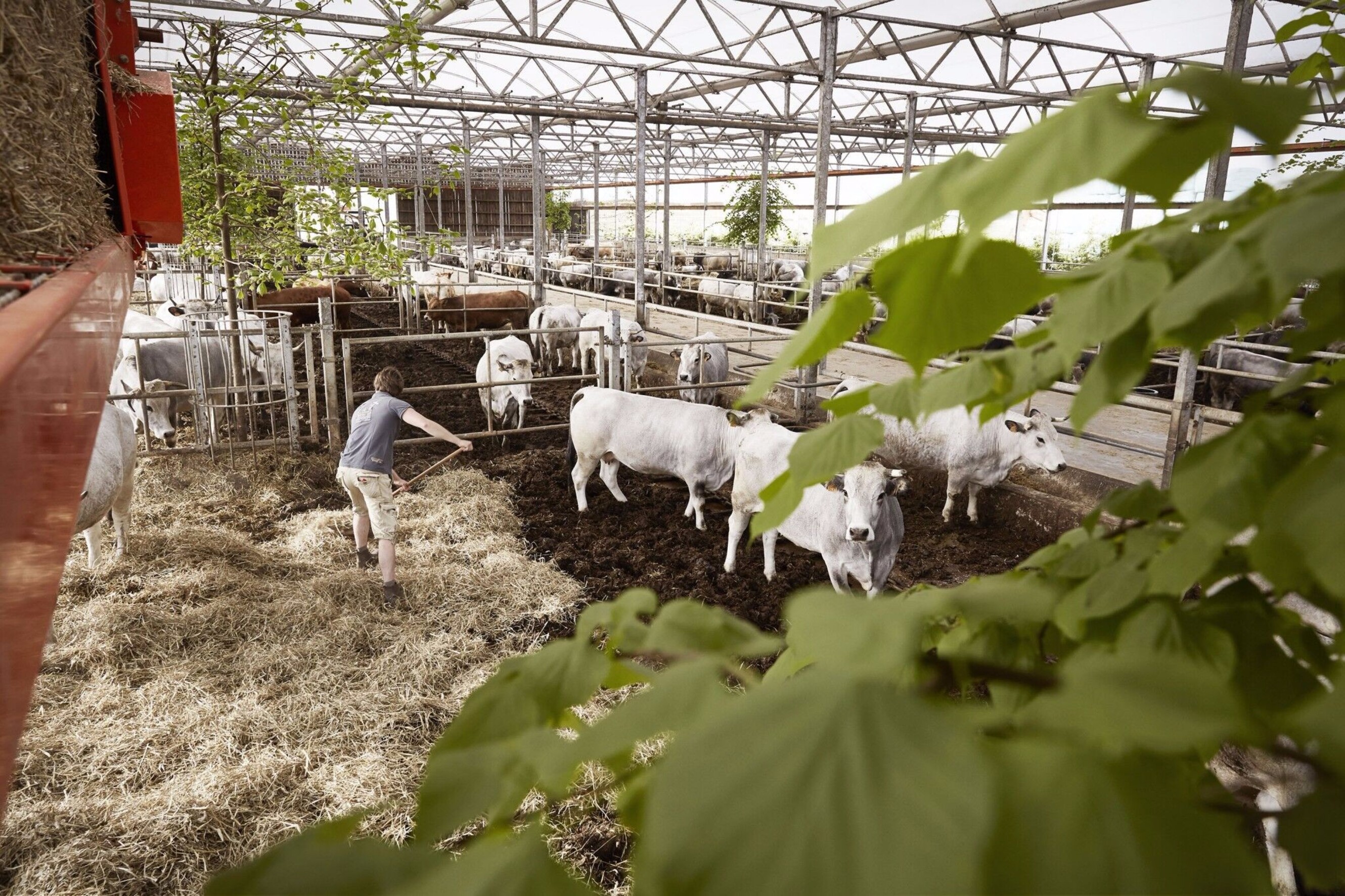 Meat zet in op duurzaamheid, koopt een hele koe