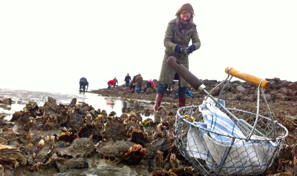 De Oesterschelde, wildplukparadijs