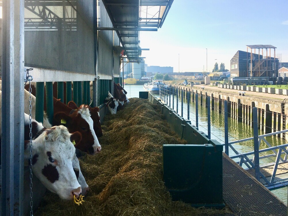 Rotterdamse melk tappen bij ’s werelds allereerste drijvende boerderij: de Floating Farm