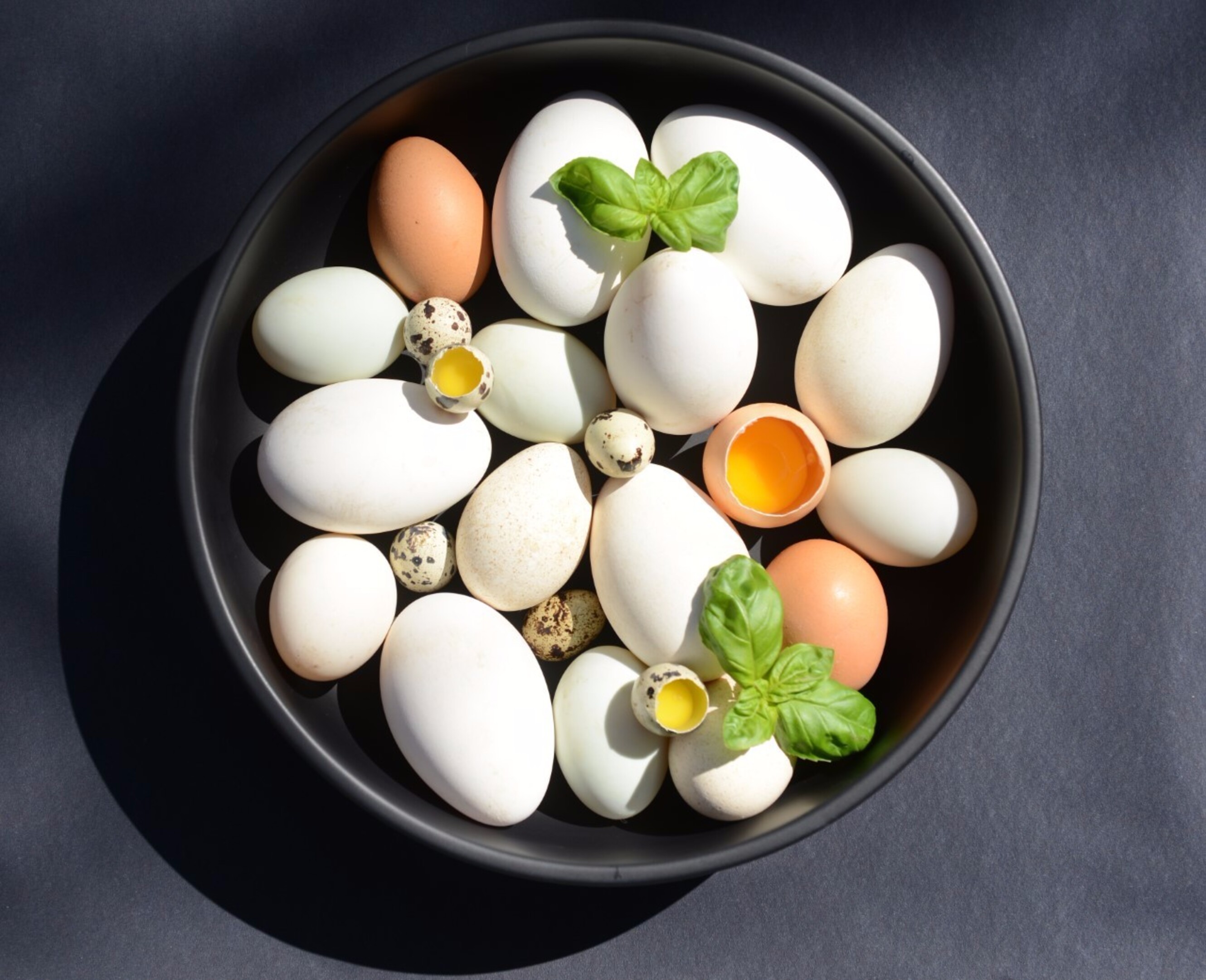 Van struisvogel- tot emoe-eieren, je vindt het bij Nest