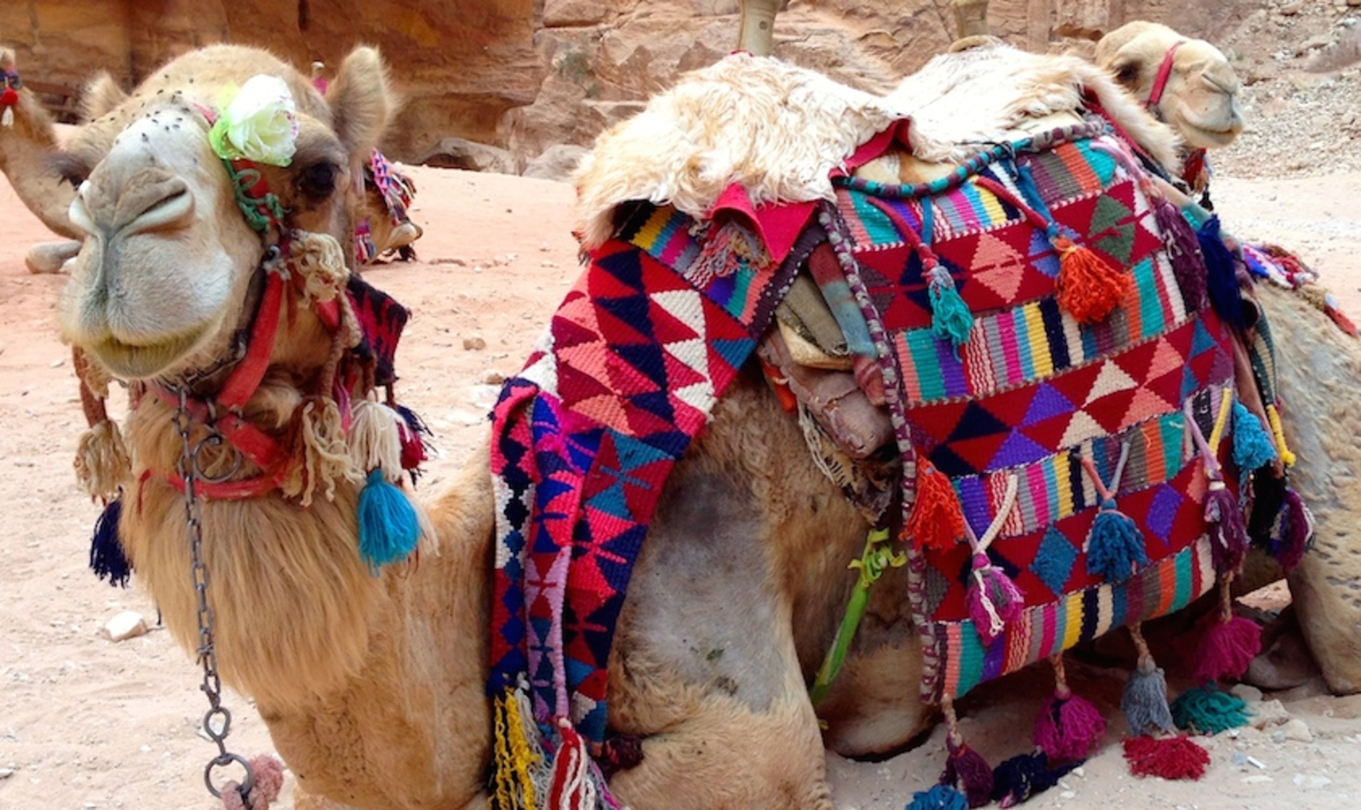 Ondertussen in Amman: een mekka voor vegetariërs
