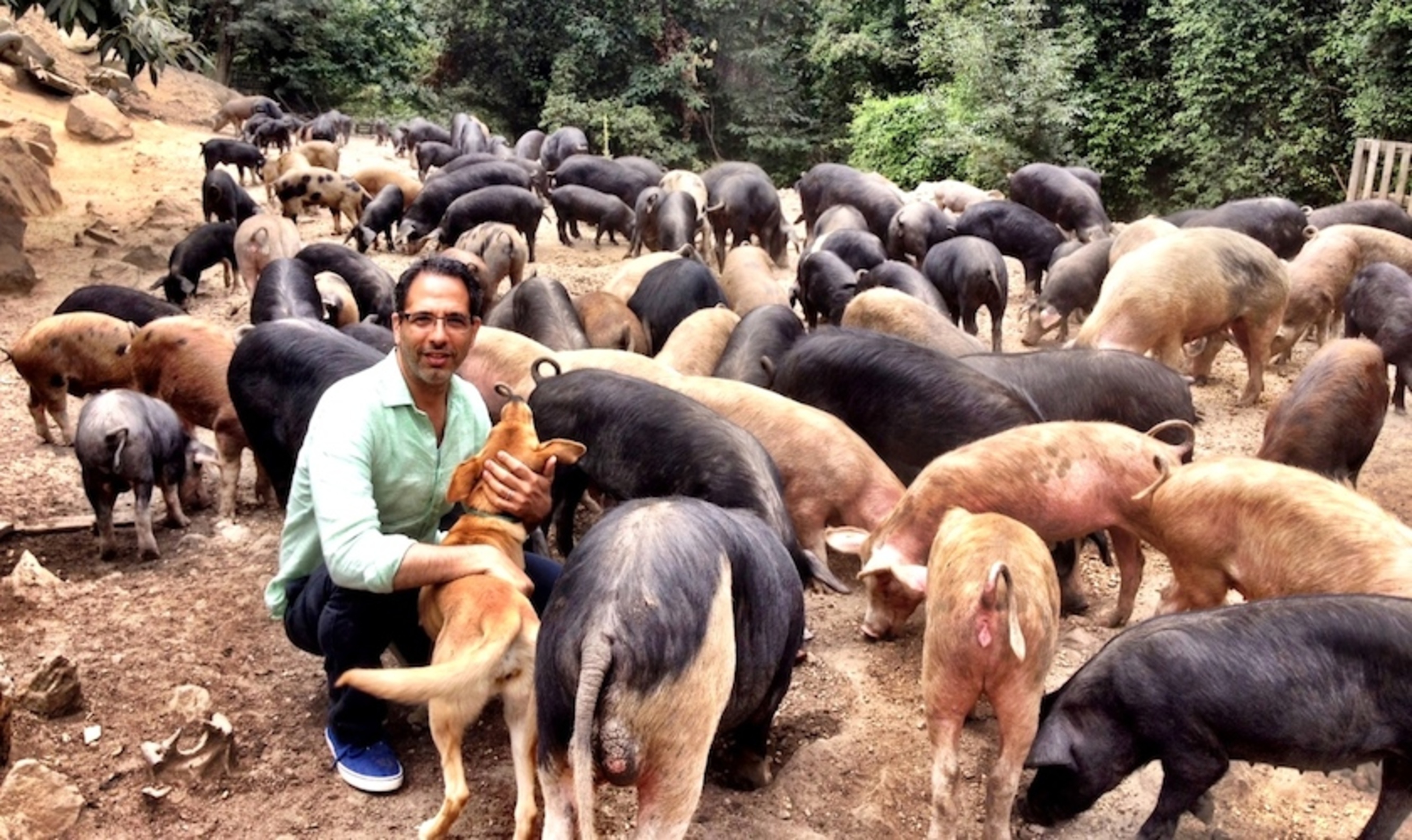 We gaan ottolenghiën en boodschappen doen bij de DAS
