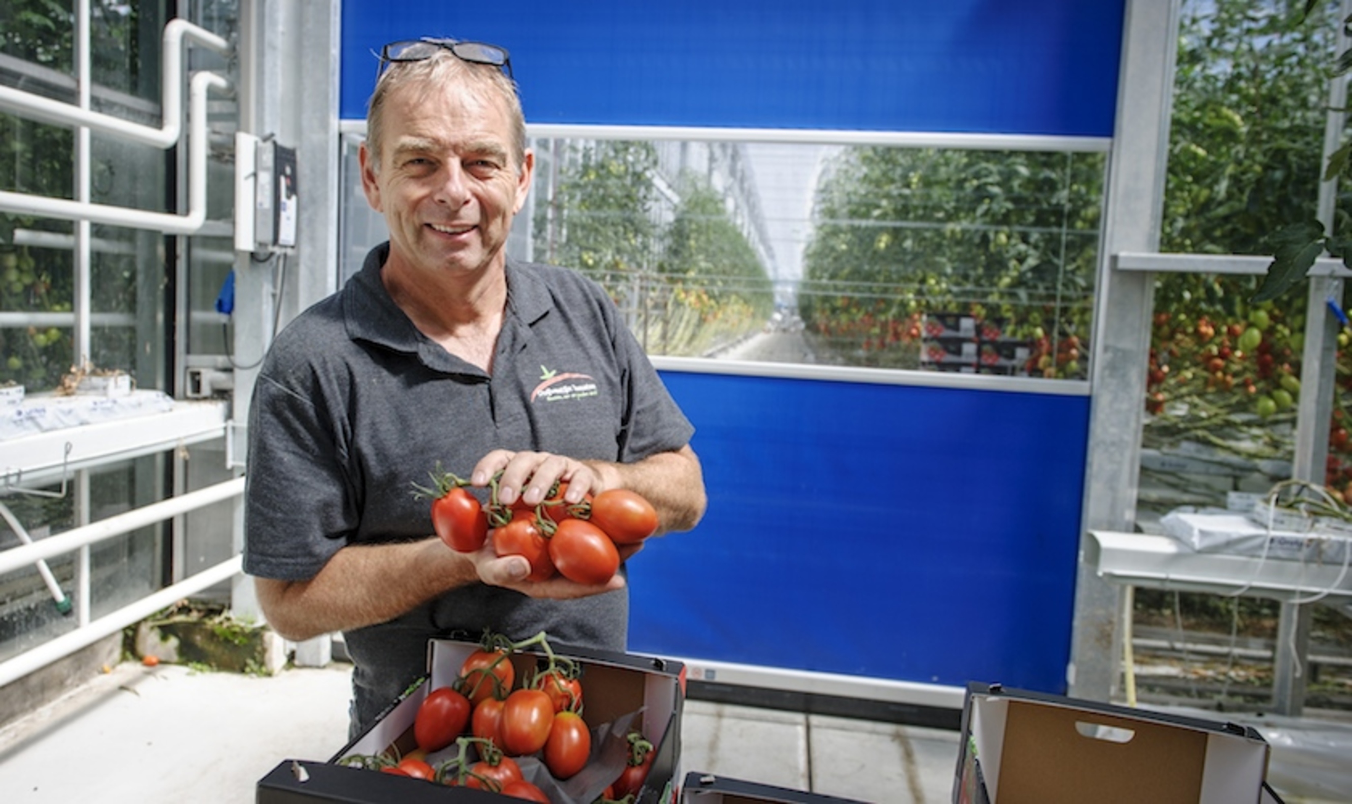 Wonderen van het Westland: tomaten van Ted Duijvestijn
