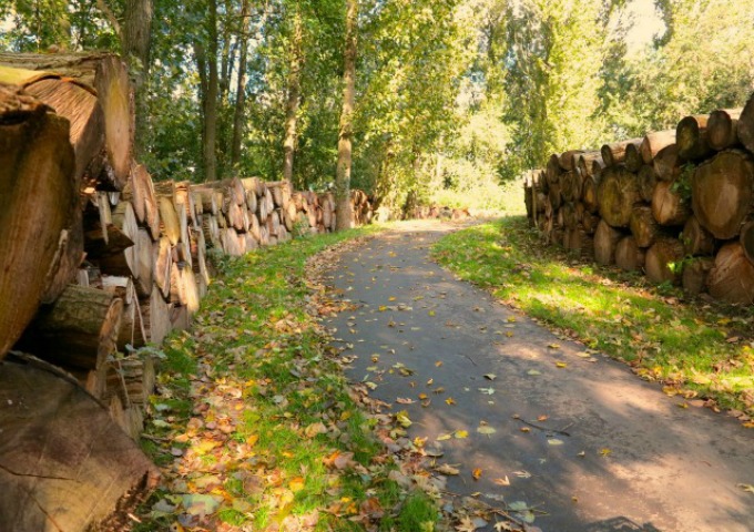 Boomstammen met wilde paddenstoelen 2
