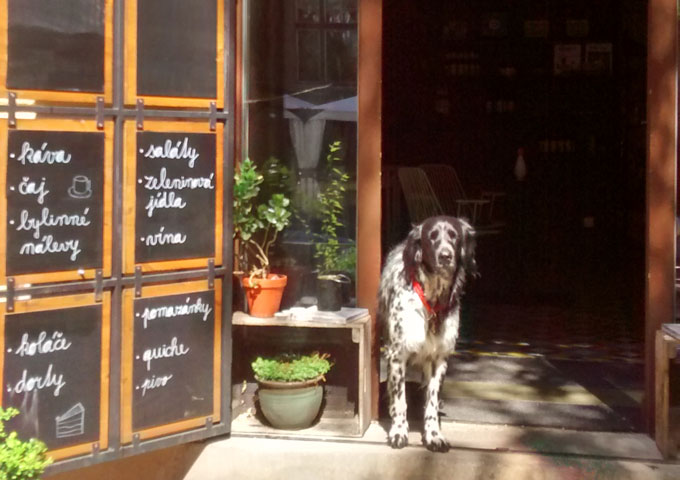 Praag-hond