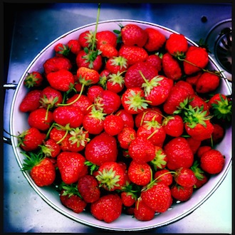 normandie aardbeien