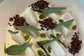 Nazka - ceviche witte asperges - de Buik van den haag.jpg