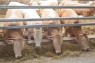 Palmesteyn: natuurlijk lekker