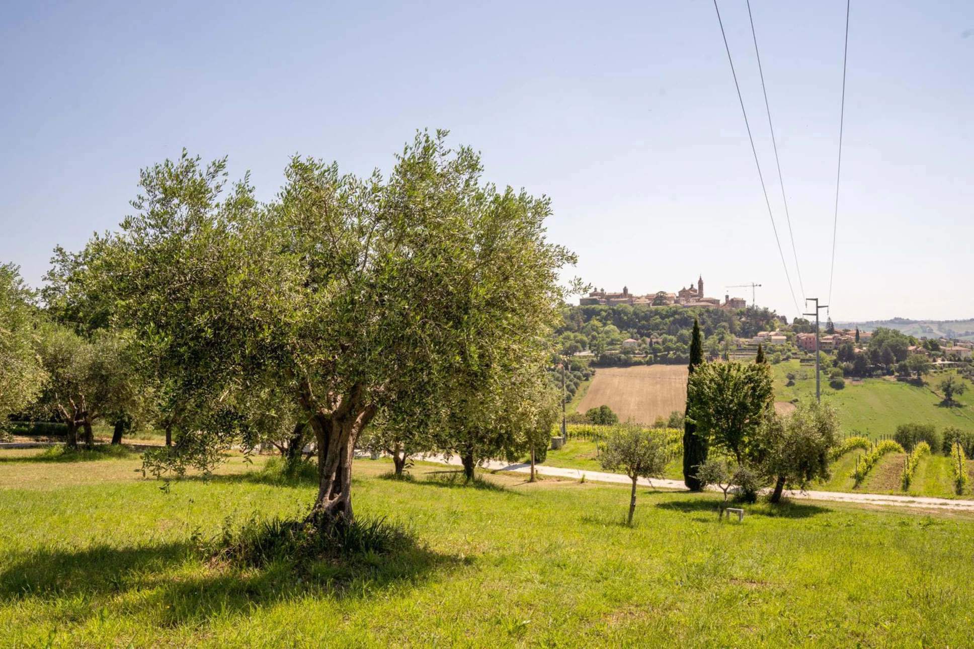 Reistip: Italië’s geheime smaakparadijs vol truffels, wijn en olijfolie