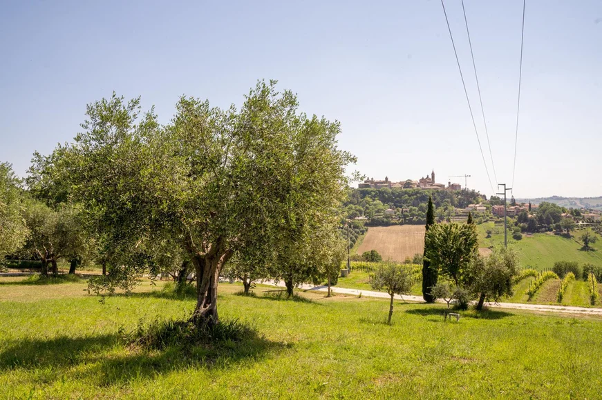 Reistip: Italië’s geheime smaakparadijs vol truffels, wijn en olijfolie