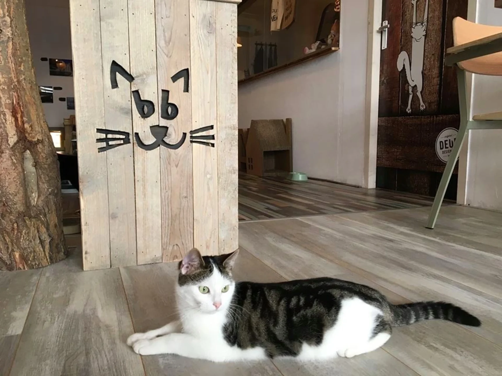 Pebbles Kitty Cat Café