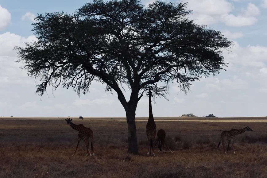 Overwinteren in Tanzania; de beste plekken om te eten van Arusha tot Pajé