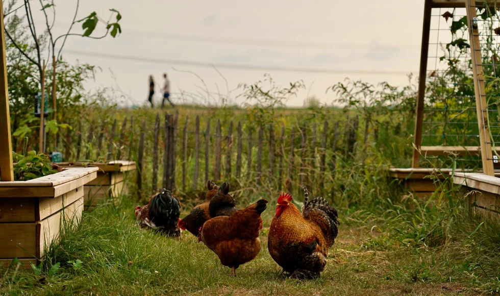 Bij De Koeienstal eet je tussen de dieren, maar allesbehalve boers