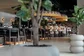 bar-giorgo rosa.jpeg