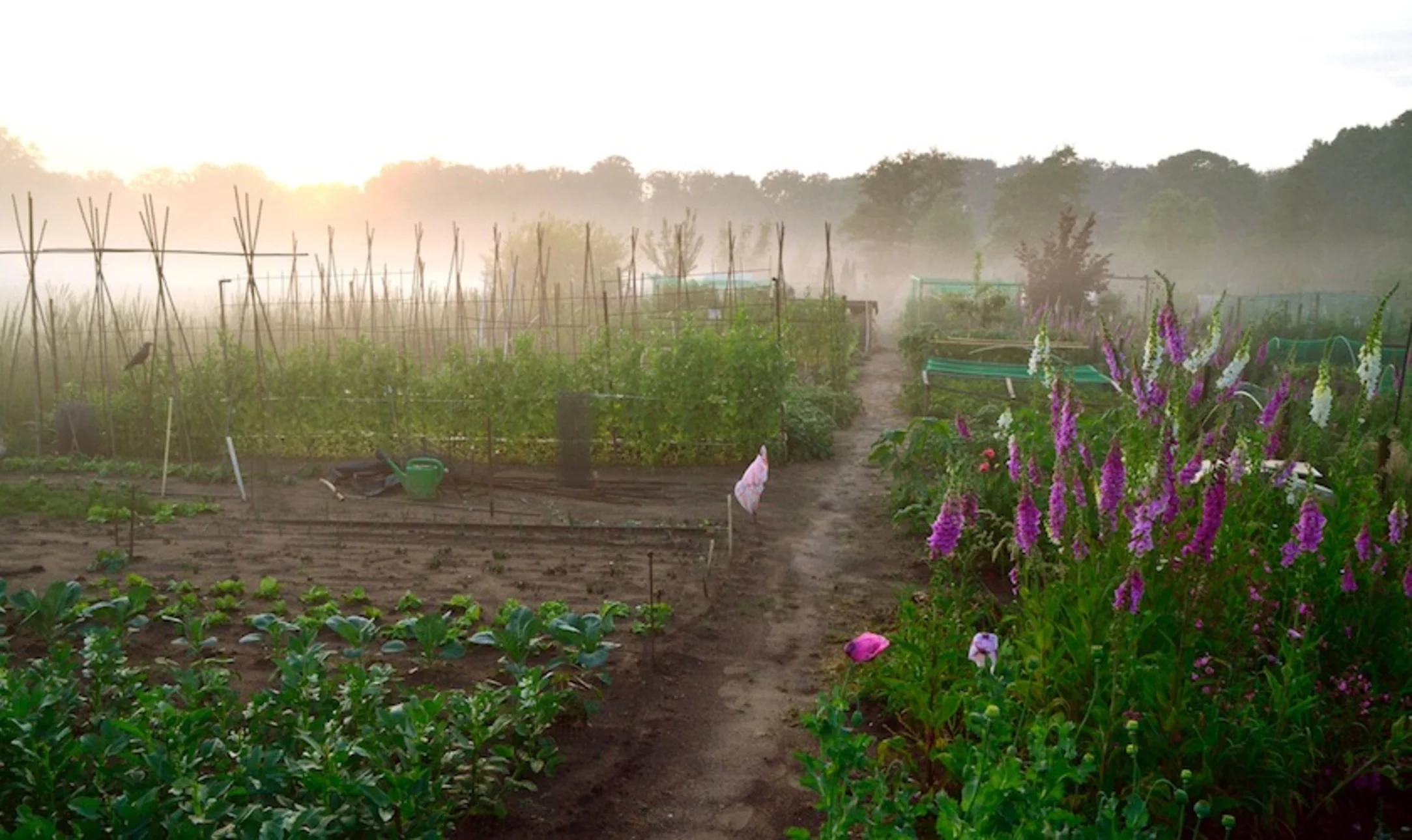 De Rotterdamse moestuinen: even voorstellen (afl. 1)